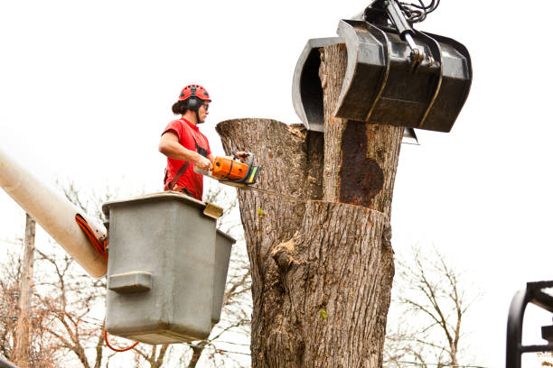 How Our Tree Care Process Works  in  Richmond, CA